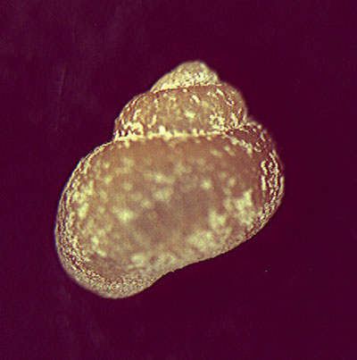 Sadleriana fluminensis ed Emmericia patula